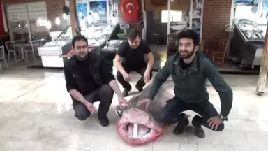 4 Metrelik Köpek Balığı Yakalandı