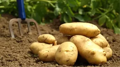 Gürcistan, Türkiye'den Patates Alımını Durdurdu