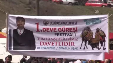 Uşak'ta Deve Güreşi Heyecanı