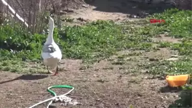 Çorum ve Afyonkarahisar'da 'Kuş Gribi' Tedirginliği