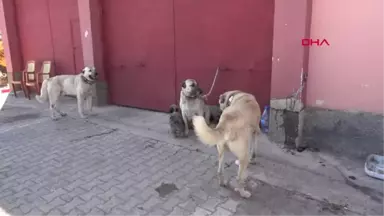 Sivas'ta Kangal Köpekleri Şampiyon Olmak İçin Yarıştı-Hd