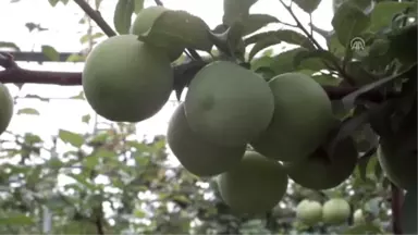 Mersin'de Erik İhracatı Başladı