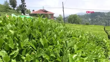 Rize Yaş Çayda Kampanya Dönemi Tarihi Kota ile Açıldı