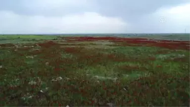 Gelincik Çiçeklerinden Görsel Şölen