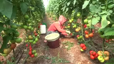 Rusya'nın Kararı Domates Üreticisinin Yüzünü Güldürdü