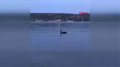 Bodrum'da Siyah Kuğu Heyecanı