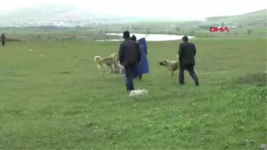 Muş-Çoban Köpeklerinin Ekmek Kavgası