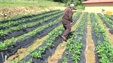 Pazara İnmeden Alıcı Bulan Osmanlı Çileği İlk Ürünlerini Verdi