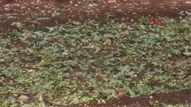 Gaziantep Nizip'te Dolu, Fıstık ve Zeytin Ağaçlarına Zarar Verdi