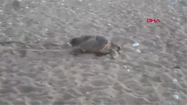 Antalya Deniz Kaplumbağaları İçin Sahillerde Çadır, Ateş ve Eğlence Yasaklandı Hd