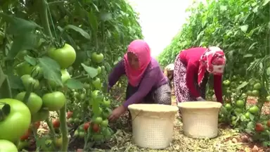 Mersinli Domates Üreticisinin Yüzü Gülüyor