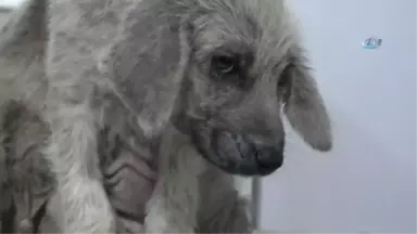 Bakımsız Köpekler Tedavi Altına Alındı