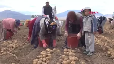 Niğde 'Adana'da Ekim Yapılmadı' Patatesin Fiyatı Arttı