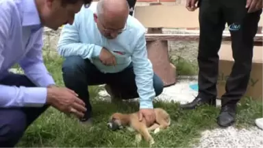 Sürücünün Çarpıp Kaçtığı Yavru Köpeğe Vatandaşlar Sahip Çıktı