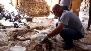 Hastalanan Gebe Köpek İçin Seferber Oldular