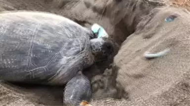 Caretta Carettaların En Önemli Üreme Alanlarından Biri Olan Mersin Sahillerinde Çöp Ayıbı