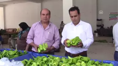 Tescilli Kale Biberinin Hasadına Başlandı