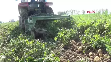 Afyonkarahisar Sandıklı Patatesi, Tezgahtaki Fiyatların Ateşini Düşürecek Hd