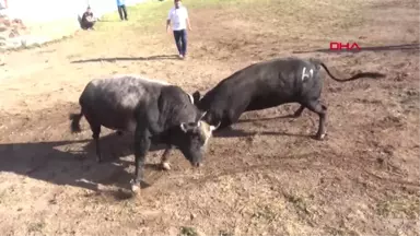 Artvin Kafkasör Yaylası'nda Boğa Güreşleri Nefes Kesti Hd