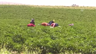 Güneydoğu'da Sıcak Hava Etkili Oldu - Şanlıurfa