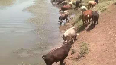 Muş'ta Sıcaktan Bunalan Mandalar Nehirde Serinletiliyor