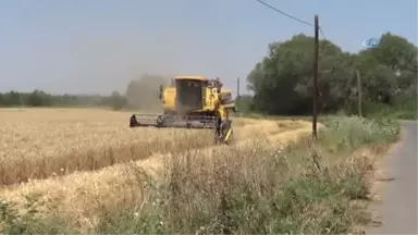 Doğunun Çukurova'sında Buğday Hasadı Başladı