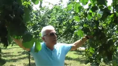 Fındık Üreticisine Hasat Uyarısı