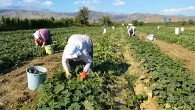 Turşuluk Salatalık Üreticisi Yeni Ürün Arayışında