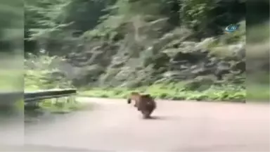 Karayoluna İnen Ayılar Böyle Görüntülendi