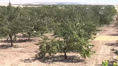 Kahramanmaraş'ta Kurutmalık Kayısı Hasadı Başladı