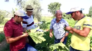 Beyaz Altın Yeniden Rağbet Görmeye Başladı