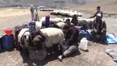 Göçerlerin Tercihi Muş Yaylası