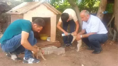 Ölüme Terk Edilen Köpek Yavrularına Gözü Gibi Bakıyorlar