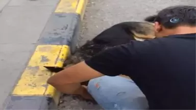 Duyarlı Vatandaşlardan Örnek Davranış...sıcaktan Bayılan Köpeği Kendine Getirmek İçin Dakikalarca...