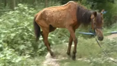 Ölmek Üzereyken Bulunan Ata Hayvanseverler Sahip Çıktı