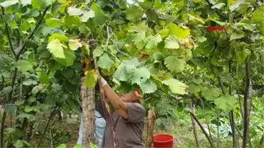 Ordu Fındık Üreticisinin Gözü Kulağı TMO'da Hd