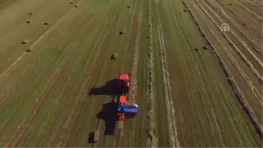 Hasat Edilen Buğday Tarlalarında 