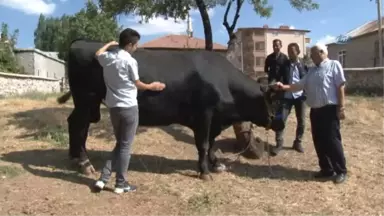 İki Tonluk Boğa Otomobil Fiyatına Alıcı Bekliyor