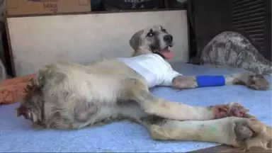 Kuyruğu Kesilmiş Halde Bulunan Köpeğin Ayağı Tamamen Kesildi