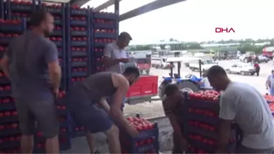 Burdur İnsuyu Domatesi Marka Olma Yolunda