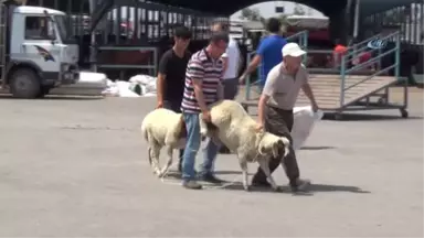 Denizli'de Kurbanlık Hayvan Alışverişleri Hızlandı