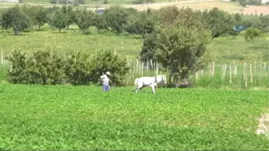 Burdur İnsuyu'nda Fasulye Hasadı Devam Ediyor