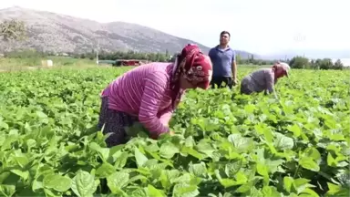 İnsuyu'nda Fasulye Hasadı Devam Ediyor