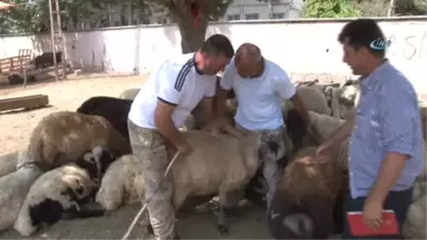 Kurban Satıcısı Her Yerde Alacak Verecek Defterini Arıyor