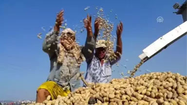 Osmaniye'de Yer Fıstığı Hasadına Başlandı