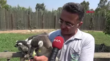 İzmir Aslanlara, Kaplanlara, Fillere Çocukları Gibi Bakıyorlar Hd 2