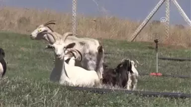 Dondurmanın Ustası Yeni Ustalar Yetiştiriyor - Kahramanmaraş