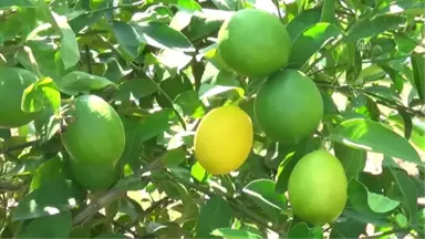 Erkenci Limonun Hasadı Sürüyor