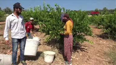 Mersin Erdemli'de Limon Hasadı Başladı