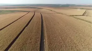 Mısır, Diyarbakırlı Çiftçiyi Sevindirdi